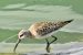 1-Bécasseau cocorli | Calidris ferruginea | Curlew Sandpiper